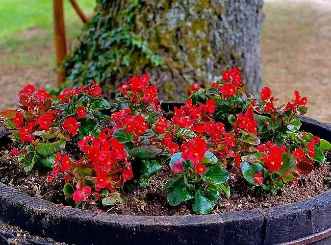 Casa Del Pastore Rosello